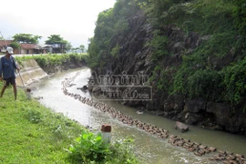 Phú Yên: Xuất hiện cúm gia cầm, vịt, gà chết hàng loạt