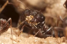 Loài kiến là giải pháp cho sự… nóng lên toàn cầu?