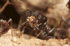 Loài kiến là giải pháp cho sự… nóng lên toàn cầu?