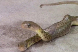 Rắn hai đầu xuất hiện ở Ấn Độ