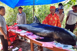 Chịu lỗ hàng chục triệu đồng, đưa cá voi 5 tấn về đất liền an táng
