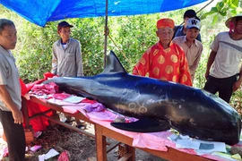 Chịu lỗ hàng chục triệu đồng, đưa cá voi 5 tấn về đất liền an táng