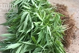 Phát hiện trang trại lén trồng cây cần sa
