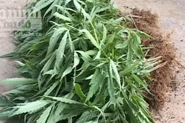 Phát hiện trang trại lén trồng cây cần sa