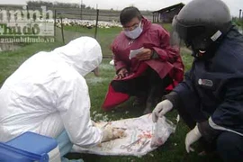 Khẩn trương khống chế dịch cúm gia cầm