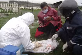 Khẩn trương khống chế dịch cúm gia cầm