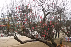 Đào, quất Tết chuẩn bị "bung hàng"... hốt bạc