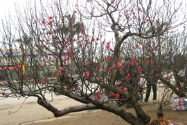 Đào, quất Tết chuẩn bị "bung hàng"... hốt bạc