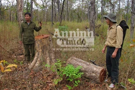 Rừng Yok Đôn: “Hết nạc…lâm tặc vạc đến tận xương!”
