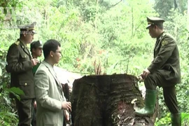 Triệt hạ gỗ nghiến vài trăm tuổi để lấy... thớt bán qua biên giới