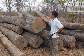 Vườn quốc gia Yok Đôn: Phát hiện hơn 148m3 gỗ không rõ nguồn gốc