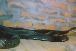 Thực hư chuyện "rắn thần" báo oán ở Sơn La 