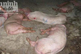 Cán bộ thú y làm ngơ để lò mổ giết thịt lợn nhiễm bệnh