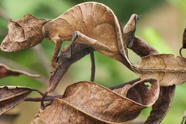 Bậc thầy của ngụy trang trong thiên nhiên