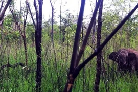 Thả voi bị thương do dính bẫy về với rừng