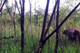 Thả voi bị thương do dính bẫy về với rừng