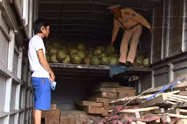 Ngụy trang gỗ lậu bằng dừa và mía