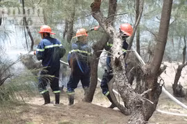 Liên tục cháy rừng phòng hộ ven biển, rừng tái sinh