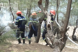 Liên tục cháy rừng phòng hộ ven biển, rừng tái sinh