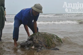 Một ngư dân bắt được rùa biển quý nặng 1 tạ