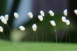 Hoa "3.000 năm mới nở" thực chất là một loại nấm?