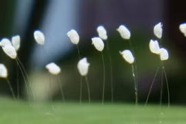 Hoa "3.000 năm mới nở" thực chất là một loại nấm?