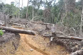 Chùm ảnh: Lâm tặc ngang nhiên vận chuyển gỗ lậu