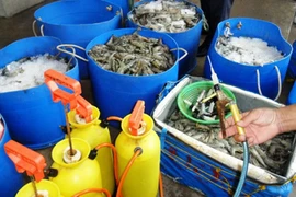 Bắt quả tang một cơ sở bơm tạp chất vào tôm sú