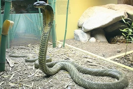 Bắt rắn hổ mang chúa, một người bị cắn chết