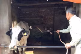 Giá thu mua sữa tươi ở Việt Nam đắt nhất thế giới?