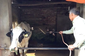 Giá thu mua sữa tươi ở Việt Nam đắt nhất thế giới?