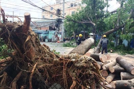 Mưa lớn, gió lốc khiến cây xanh bật gốc giữa TP. Hồ Chí Minh