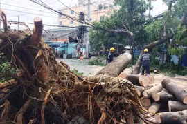 Mưa lớn, gió lốc khiến cây xanh bật gốc giữa TP. Hồ Chí Minh