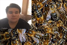 Tử vong vì bị bầy ong tấn công