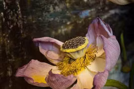 Nghệ sỹ Lithuania vẽ tranh sơn mài Việt