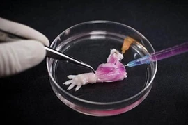 Chế tạo chi sinh học trong phòng thí nghiệm