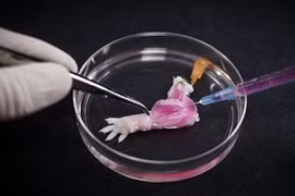 Chế tạo chi sinh học trong phòng thí nghiệm