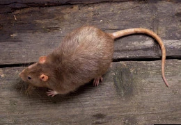 Diệt 60 con chuột được tặng 1 điện thoại