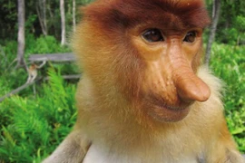 Những con thú có hình dáng quái dị nhất thế giới