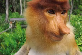 Những con thú có hình dáng quái dị nhất thế giới