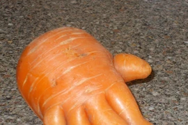 Hoảng hốt phát hiện củ cà rốt hình bàn tay người