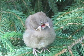 Giật mình phát hiện chú chim 2 đầu, 3 mỏ