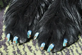 Ngộ nghĩnh những chiếc móng nghệ thuật của thú cưng