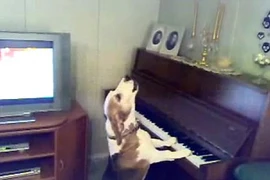 Thích thú với chú chó vừa đánh piano vừa hát