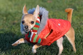 Chú chó ăn mặc thời trang nhất nước Anh