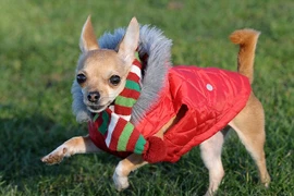 Chú chó ăn mặc thời trang nhất nước Anh