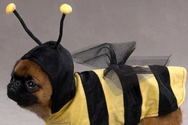 Ngắm những bộ váy đáng yêu dành cho cún cưng