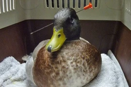 Vịt suýt bị đâm xuyên đầu vẫn sống sót