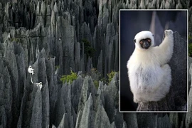 Rợn người khu rừng đá hùng vĩ nhất thế giới