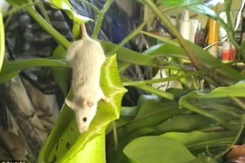 Kinh hoàng cây ăn thịt chuột